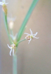Fimbristylis tristachya