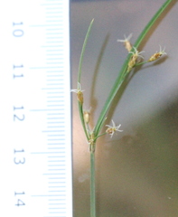 Fimbristylis tristachya