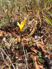 Cyrtanthus breviflorus image