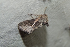 Vittaplusia vittata