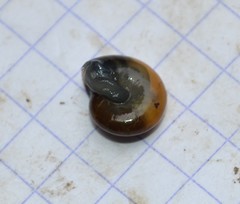 Oxychilus navarricus