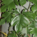 Philodendron panduriforme - Photo (c) 106611639464075912591, some rights reserved (CC BY-NC-SA), uploaded by 106611639464075912591