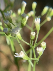 Ageratina jucunda