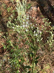 Ageratina jucunda