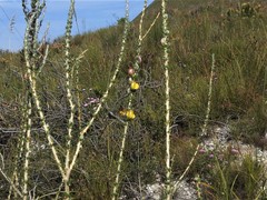 Aspalathus oblongifolia