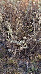 Krascheninnikovia lanata