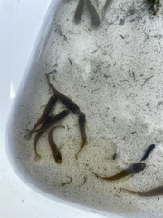 Fundulus heteroclitus