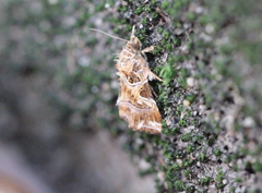 Callopistria exotica