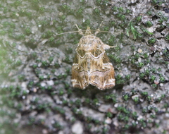 Callopistria exotica