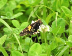 Epargyreus socus pseudexadeus