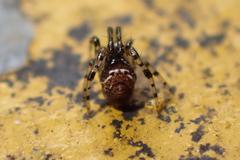 Parasteatoda cingulata