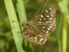 Butleria elwesi