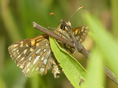 Butleria elwesi