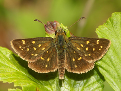 Butleria quilla