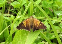 Epargyreus socus pseudexadeus