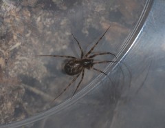 Lepthyphantes