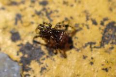 Parasteatoda cingulata