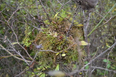 Troglodytes troglodytes