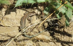 Podarcis guadarramae