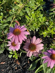 Echinacea purpurea
