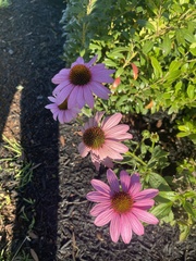 Echinacea purpurea