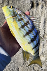 Conodon nobilis