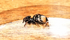 Latonigena auricomis