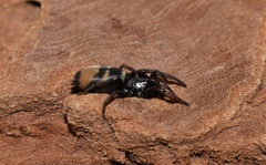 Latonigena auricomis