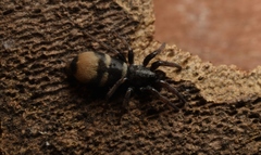 Latonigena auricomis