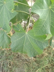 Jatropha curcas