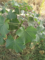 Jatropha curcas