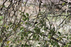 Cinnyris fuscus fuscus