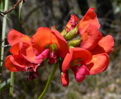 Kennedia coccinea