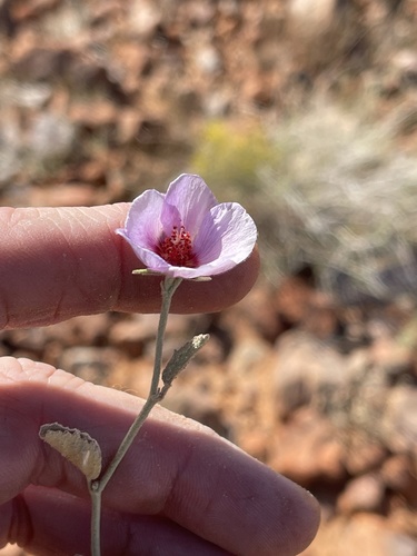 Paleface (Hibiscus denudatus)