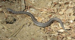 Vipera latastei