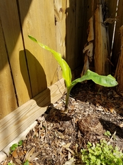 Angiospermae