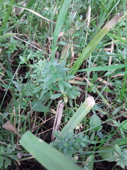 Galium mollugo