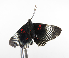 Lyropteryx terpsichore