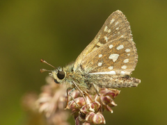 Butleria elwesi