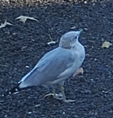 Larus delawarensis