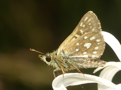Butleria elwesi