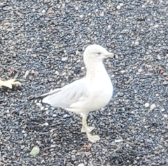Larus delawarensis
