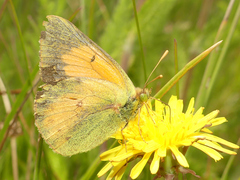 Colias vauthierii