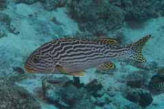 Plectorhinchus lineatus
