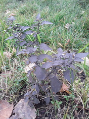 Solanum nigrum