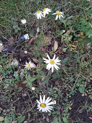 Tripleurospermum inodorum