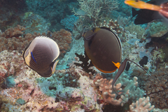 Chaetodon reticulatus