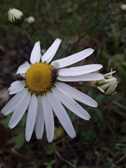 Tripleurospermum inodorum