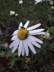 Tripleurospermum inodorum