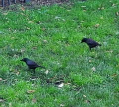 Quiscalus quiscula